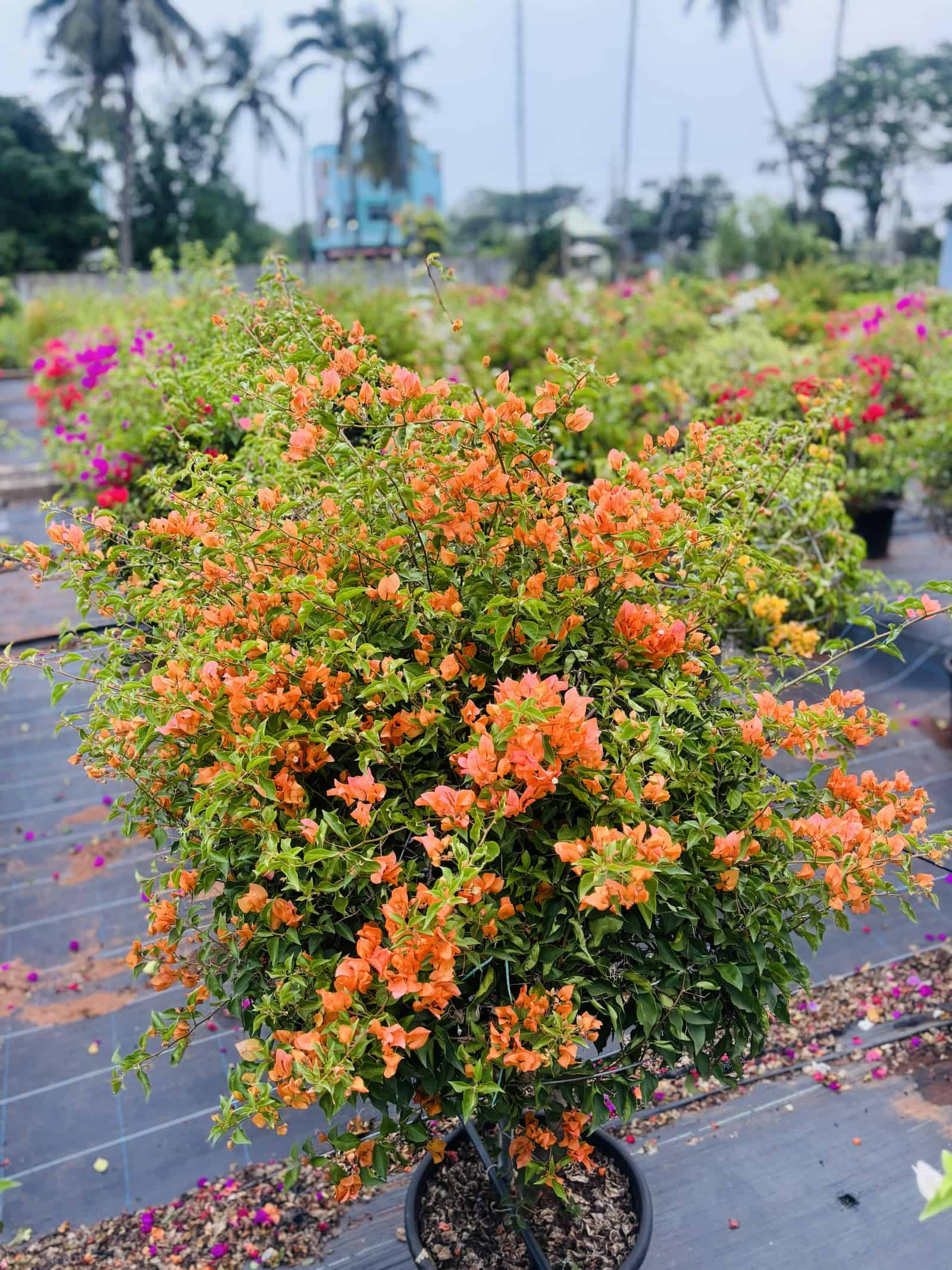 Orange bougainvillea trained into a rounded topiary
