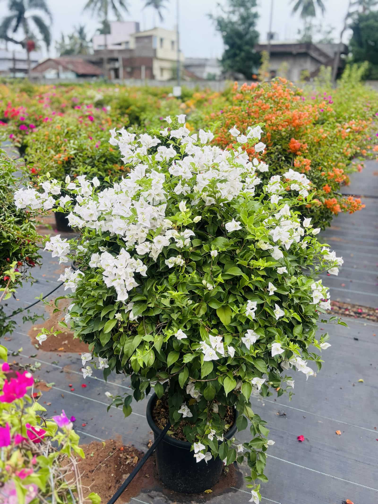 White bougainvillea trained into a rounded topiary ball