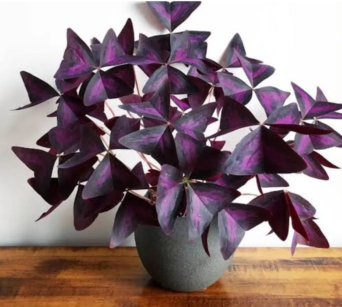 Indoor available at Rohini Nursery