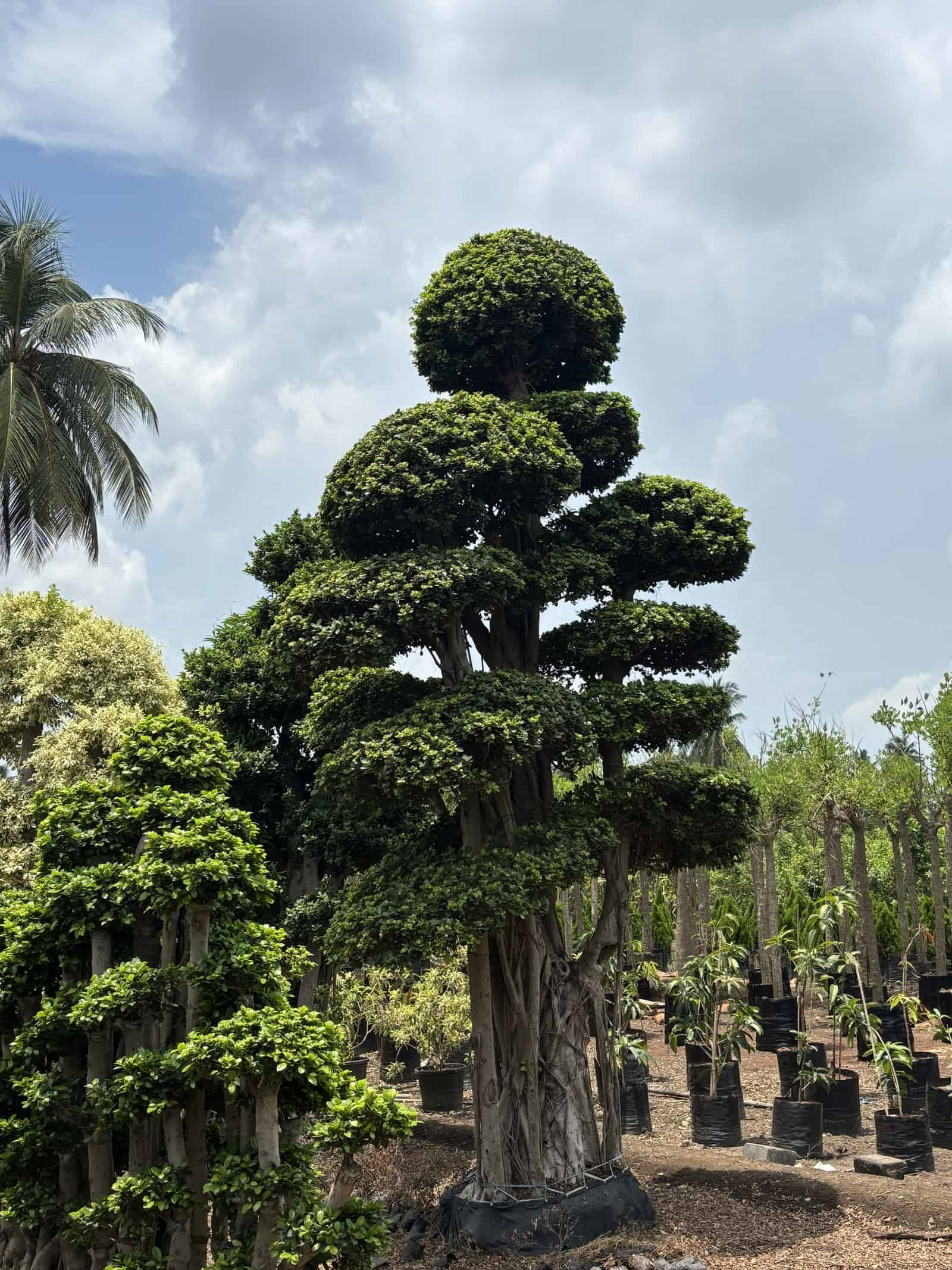 Ficus Bonsai — Decorative Plants at Rohini Nursery