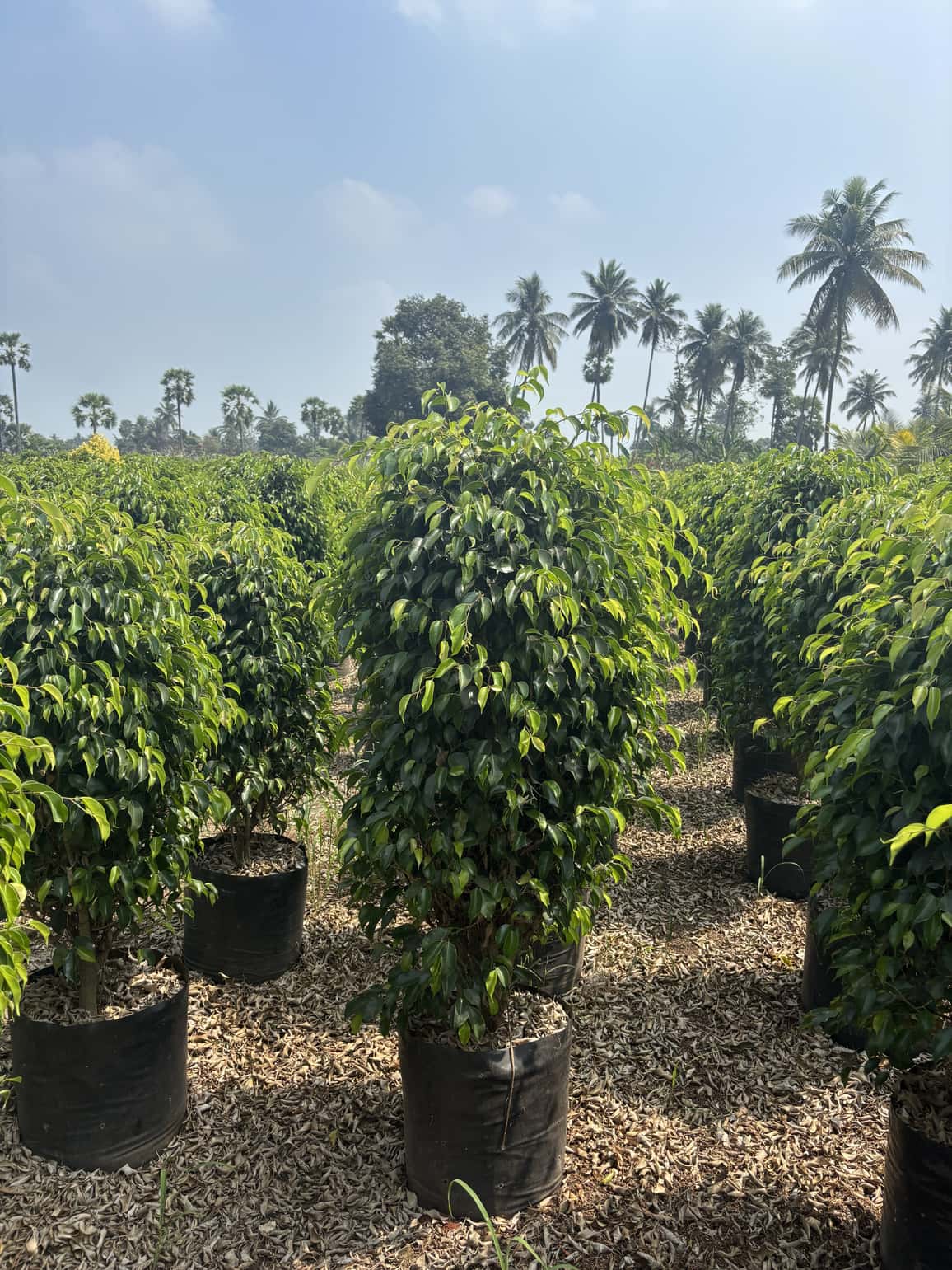 Grafted Mango Sapling — Fruit Plants at Rohini Nursery