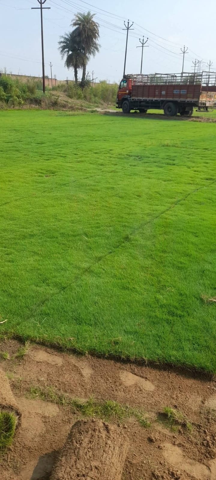 Selection Lawn Grass — Garden Plants at Rohini Nursery