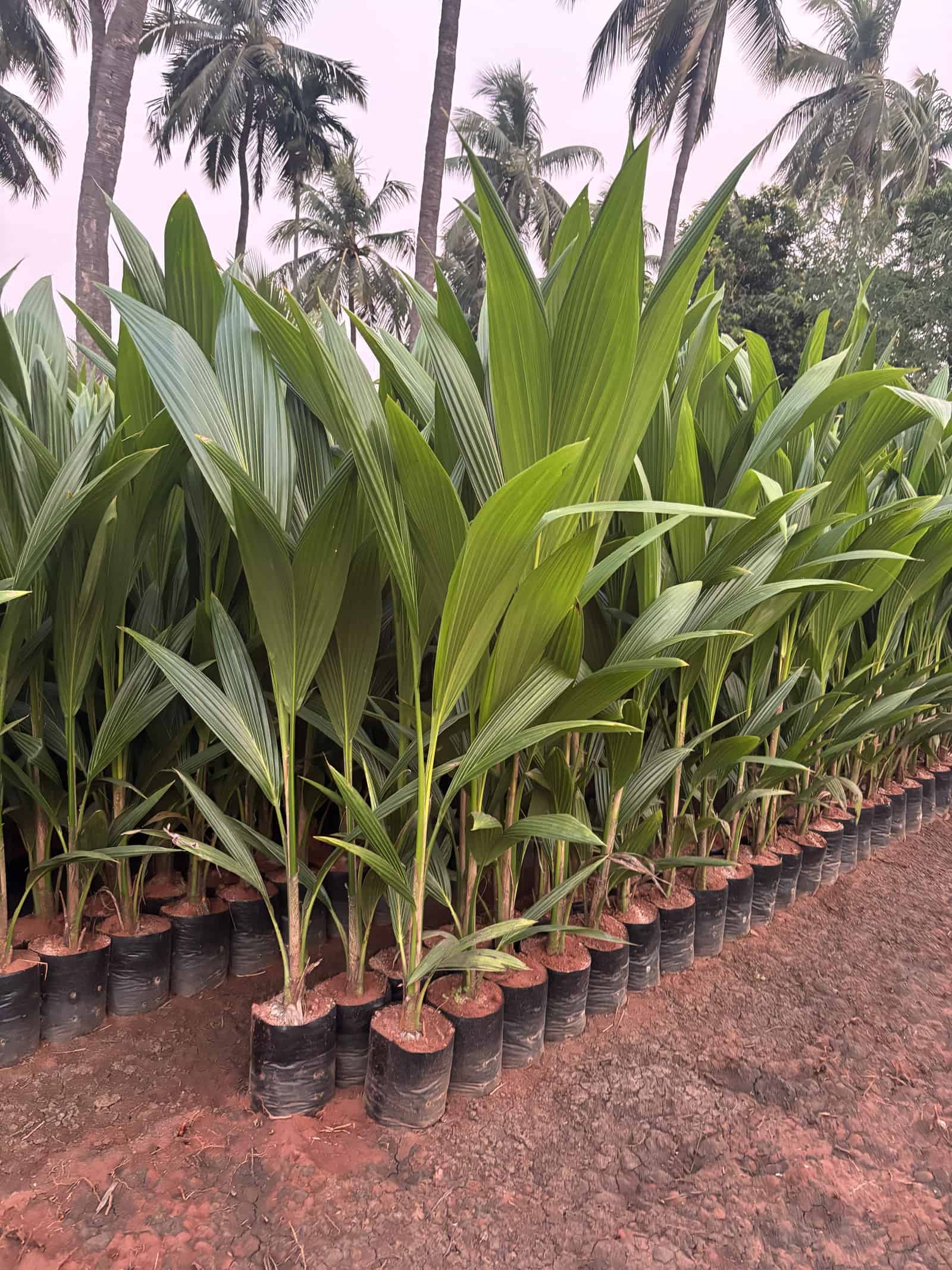 Palm Saplings — Garden Plants at Rohini Nursery