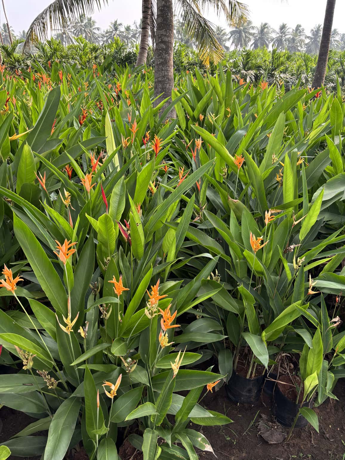 Outdoor available at Rohini Nursery
